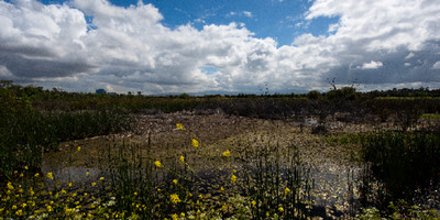 UCI marsh